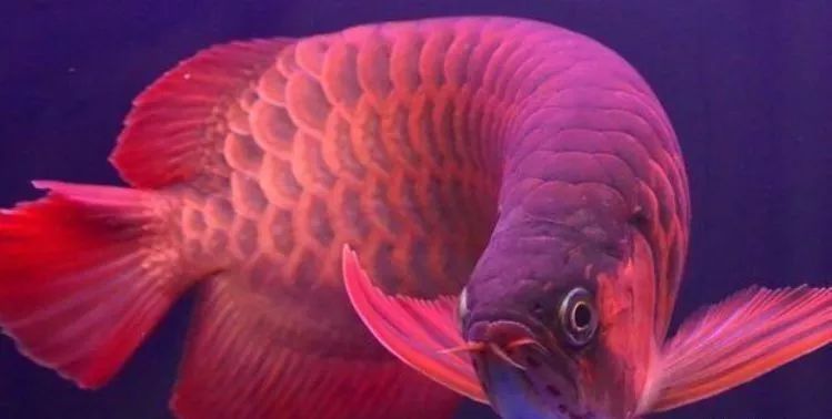 各種觀賞魚(yú)的價(jià)格與品種_觀賞品種魚(yú)價(jià)格表_觀賞品種魚(yú)價(jià)格排名