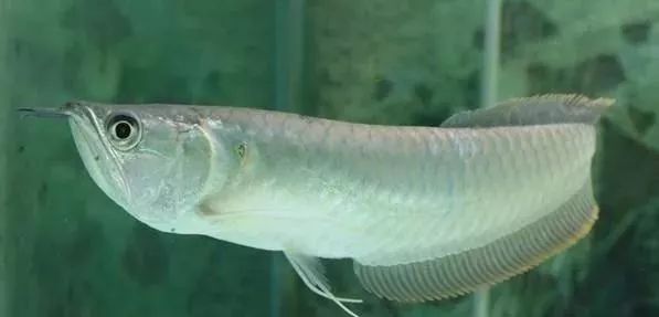 觀賞品種魚(yú)價(jià)格表_觀賞品種魚(yú)價(jià)格排名_各種觀賞魚(yú)的價(jià)格與品種