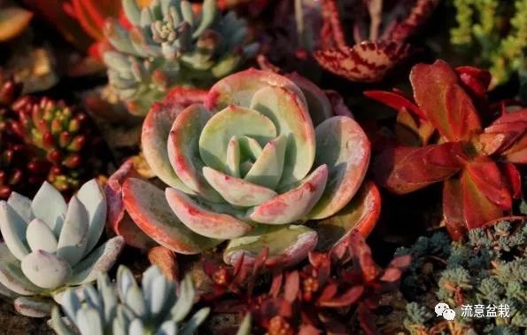 多肉干癟、不肉,只用解決4點，你的多肉就有救了!