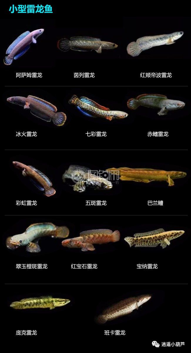 觀賞品種魚價格排名_觀賞魚價格排名_各種觀賞魚的價格與品種