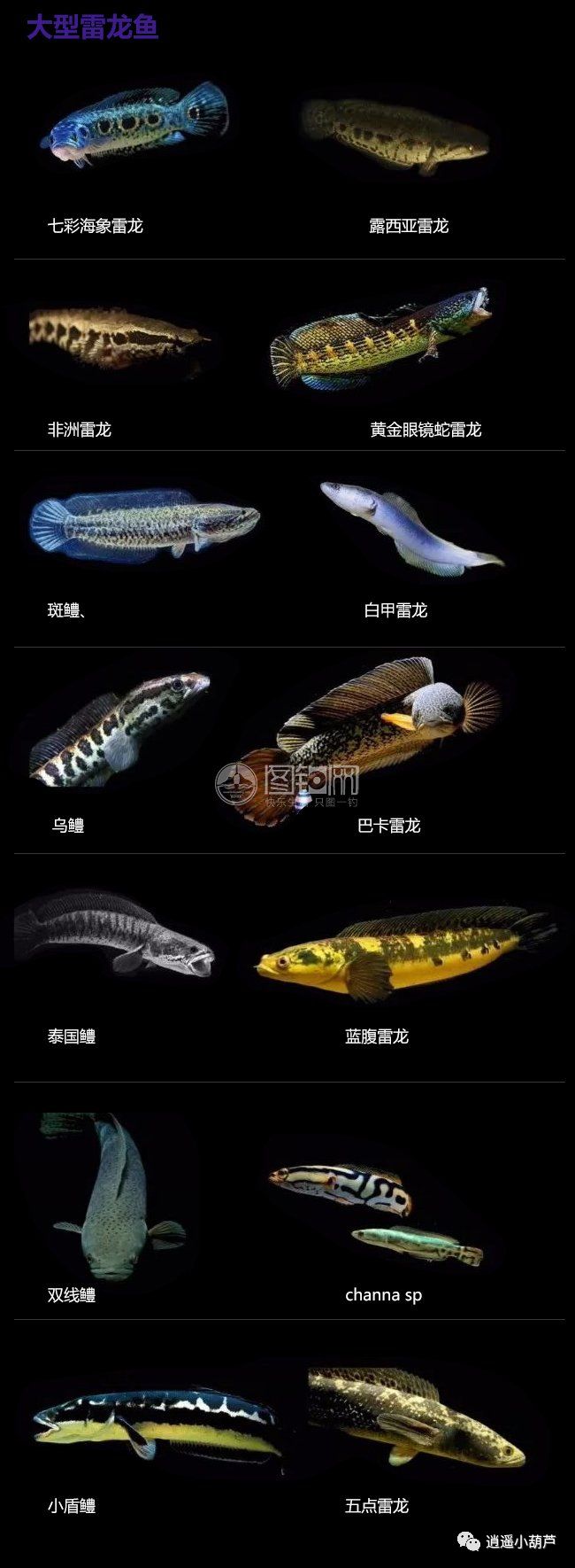 各種觀賞魚的價格與品種_觀賞品種魚價格排名_觀賞魚價格排名