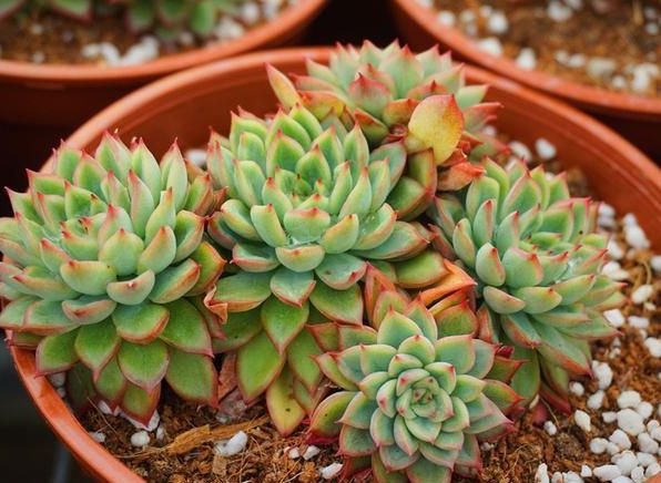 多肉爆盆小方法，僅3招，讓你再也不用羨慕別人家的多肉了
