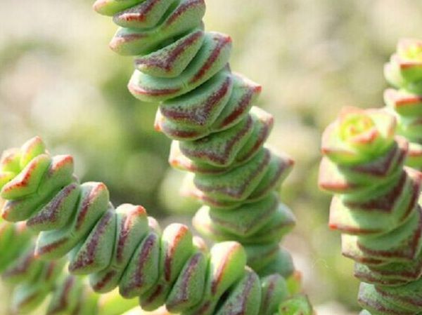 多肉爆盆的方法_多肉怎樣爆盆_多肉植物怎樣爆盆