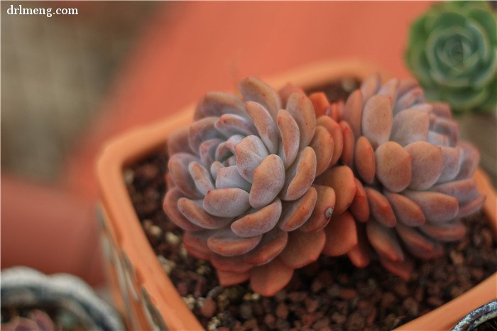 多肉花怎么種植_種植多肉花盆里墊什么嗎_種植多肉花盆下面的孔