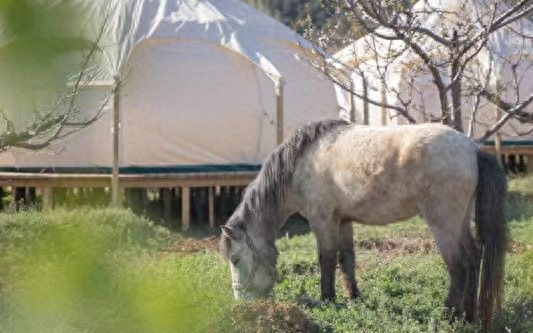 國慶假期哪里適合帶娃？觀星、采向日葵，京郊這些地方值得一去