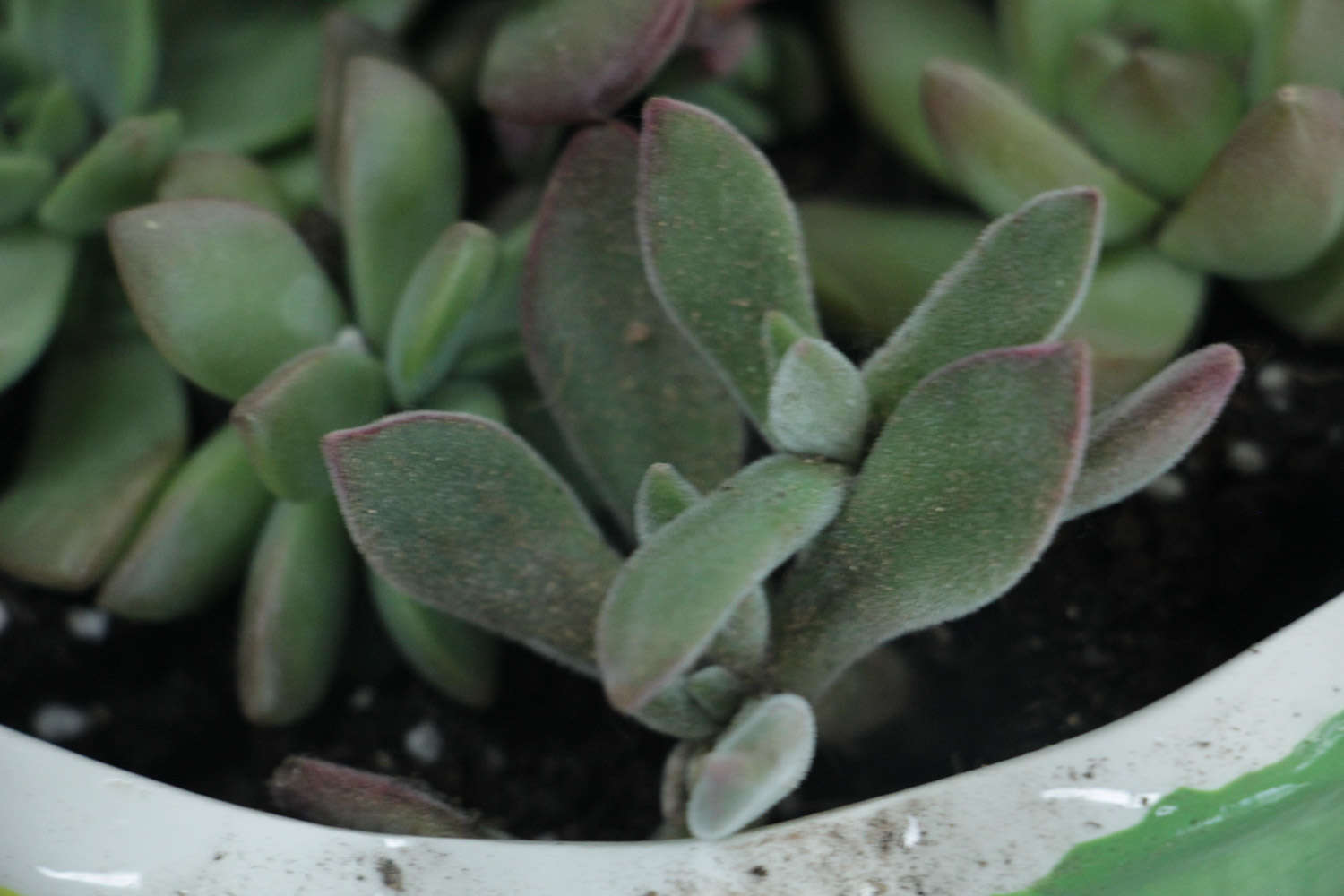 各個品種多肉植物開花該如何應對