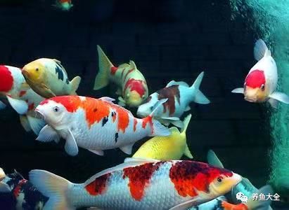 觀賞魚為什么會吃觀賞魚_觀賞魚不吃食是什么原因_觀賞魚吃魚是怎么回事