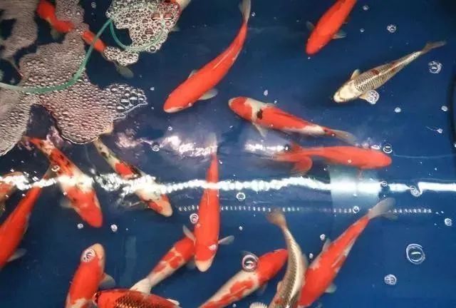 觀賞魚不吃食是什么原因_觀賞魚為什么會吃觀賞魚_觀賞魚吃魚是怎么回事
