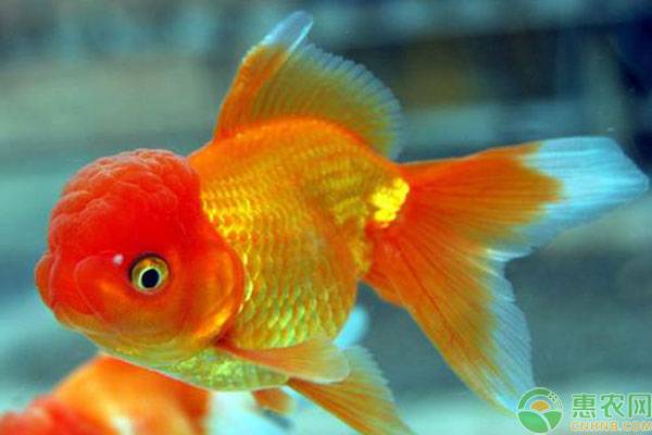 十大最好養小型淡水觀賞魚_觀賞淡水小型養魚好不好_易養小型淡水觀賞魚