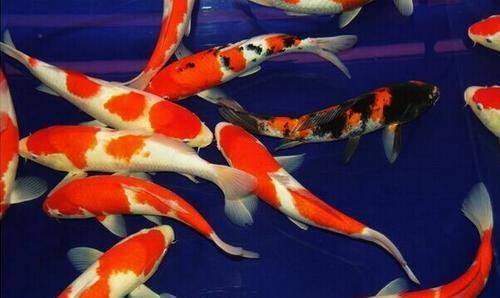 十大最好養小型淡水觀賞魚_觀賞淡水小型養魚好不好_觀賞淡水小型養魚好嗎