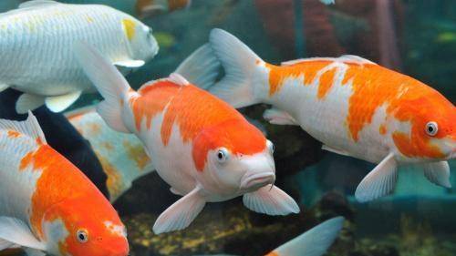 十大最好養小型淡水觀賞魚_觀賞淡水小型養魚好不好_觀賞淡水小型養魚好嗎