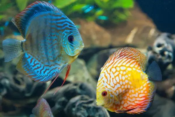 觀賞魚論壇_觀賞魚論壇_觀賞魚論壇