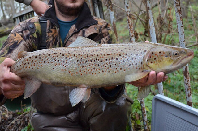 觀賞淡水小型養(yǎng)魚好養(yǎng)嗎_觀賞淡水小型養(yǎng)魚好不好_十大最好養(yǎng)小型淡水觀賞魚
