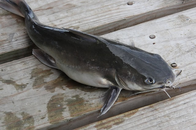 觀賞淡水小型養(yǎng)魚好不好_十大最好養(yǎng)小型淡水觀賞魚_觀賞淡水小型養(yǎng)魚好養(yǎng)嗎