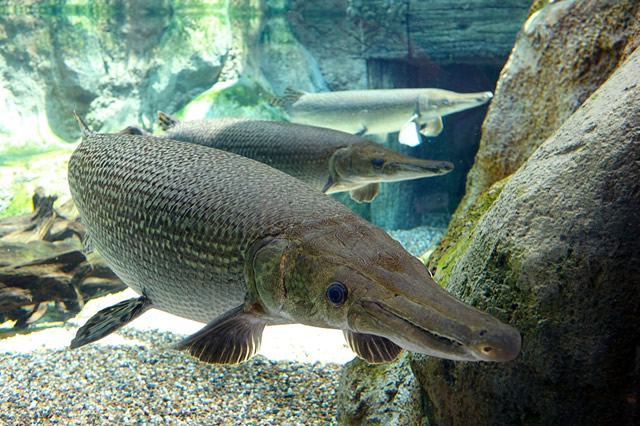 十大最好養(yǎng)小型淡水觀賞魚_觀賞淡水小型養(yǎng)魚好不好_觀賞淡水小型養(yǎng)魚好養(yǎng)嗎