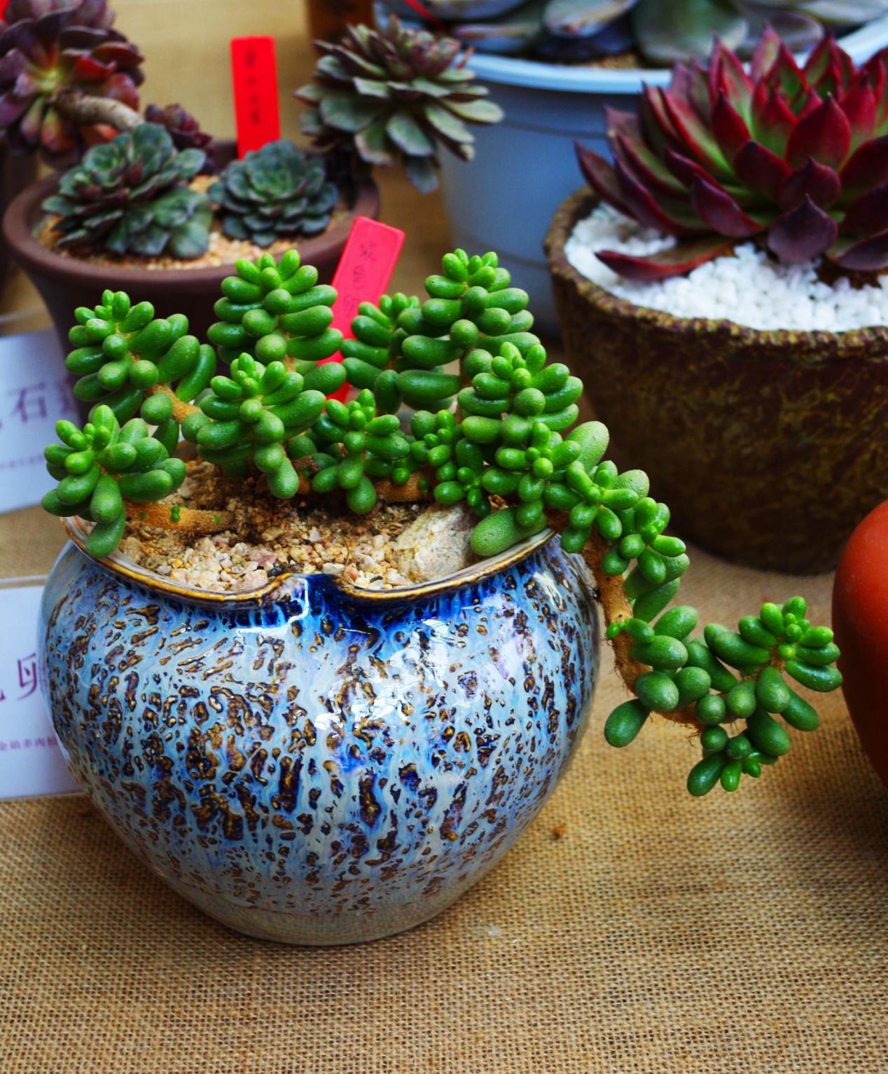 入秋后天漸涼，養多肉用這3種“特效水”，葉子越發透亮肥美