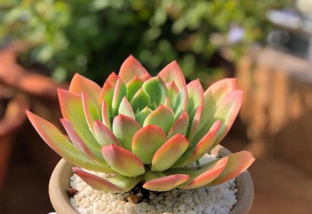 多肉僵苗不是病，治起來可真要“命”，弄清原因，老花農教你應對