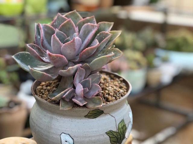 多肉僵苗是什么樣子的_多肉什么是僵苗_多肉僵苗不管會怎么樣