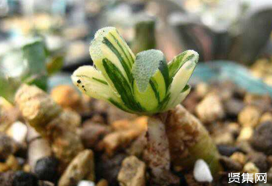 一文了解多肉植物玉扇的養殖方法及常見病蟲害防治