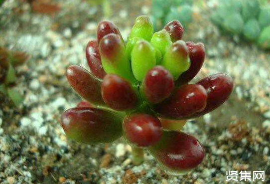 一文了解多肉植物玉扇的養殖方法及常見病蟲害防治