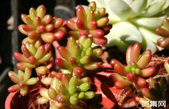 一文了解多肉植物玉扇的養殖方法及常見病蟲害防治