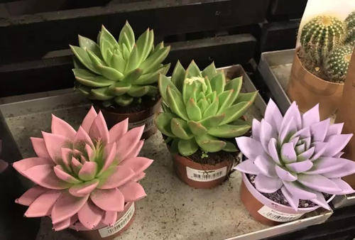 養了半年的多肉不長個，如何判斷是僵苗還是休眠了？