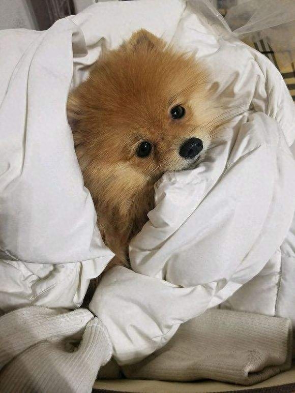 狗狗能吃奶油吧_狗狗偶爾吃一次奶油可以嗎_狗狗奶油吃可以消化嗎