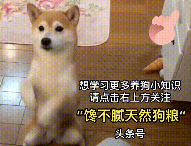 狗狗奶油吃可以消化嗎_狗狗偶爾吃一次奶油可以嗎_狗狗能吃奶油吧