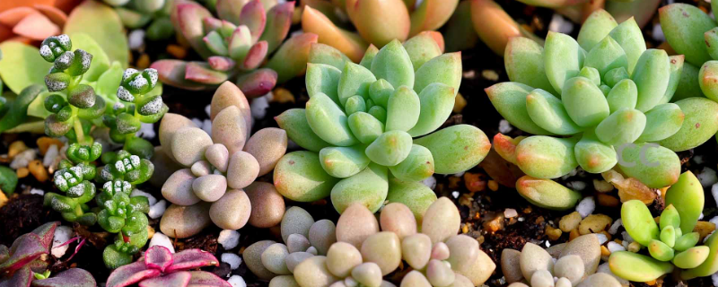 多肉植物應該如何養殖，有哪些注意事項