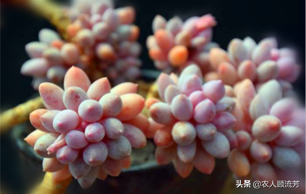 神似“嬰兒手指”的多肉植物你養過嗎？資深花友分享多年養種經驗
