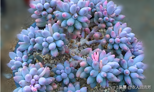 神似“嬰兒手指”的多肉植物你養過嗎？資深花友分享多年養種經驗
