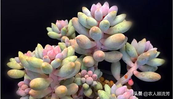 神似“嬰兒手指”的多肉植物你養過嗎？資深花友分享多年養種經驗
