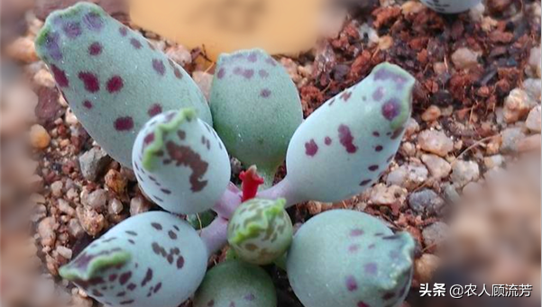 神似“嬰兒手指”的多肉植物你養過嗎？資深花友分享多年養種經驗