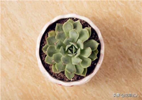 多肉養殖注意事項_事項養殖多肉注意什么_養殖多肉植物注意事項