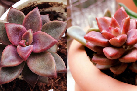 多肉景天科品種_多肉景天科_多肉景天科品種大全圖解