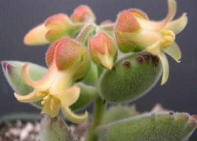 多肉葉子下垂怎么辦插圖2