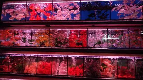 廣州賣觀賞魚的地方_廣州觀賞魚批發市場在哪里_廣州批發觀賞魚的市場