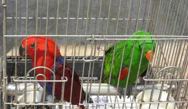 廣州觀賞魚批發市場在哪里_廣州賣觀賞魚的地方_廣州批發觀賞魚的市場