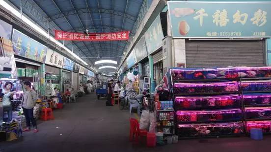 廣州觀賞魚批發市場在哪里_廣州批發觀賞魚的市場_廣州賣觀賞魚的地方