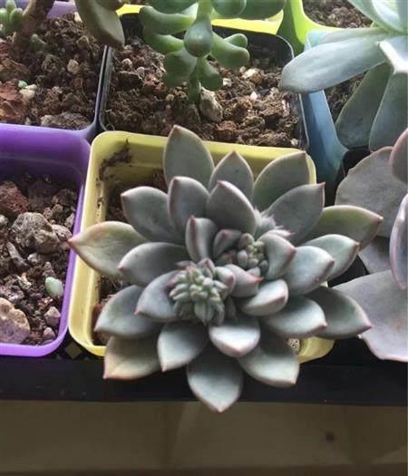 多肉植物葉子下垂_多肉葉子往下垂是怎么回事_下垂的多肉