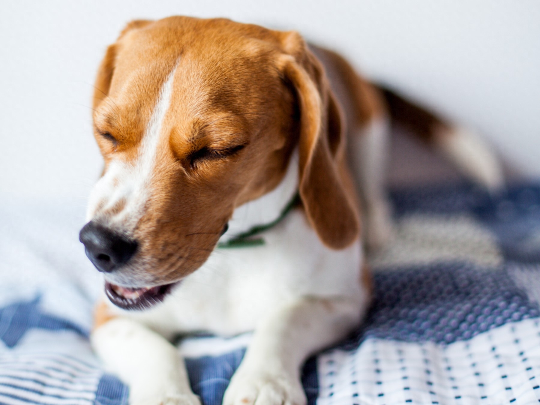 狗狗奶油吃可以消化嗎_狗狗可食用奶油_狗狗偶爾吃一次奶油可以嗎