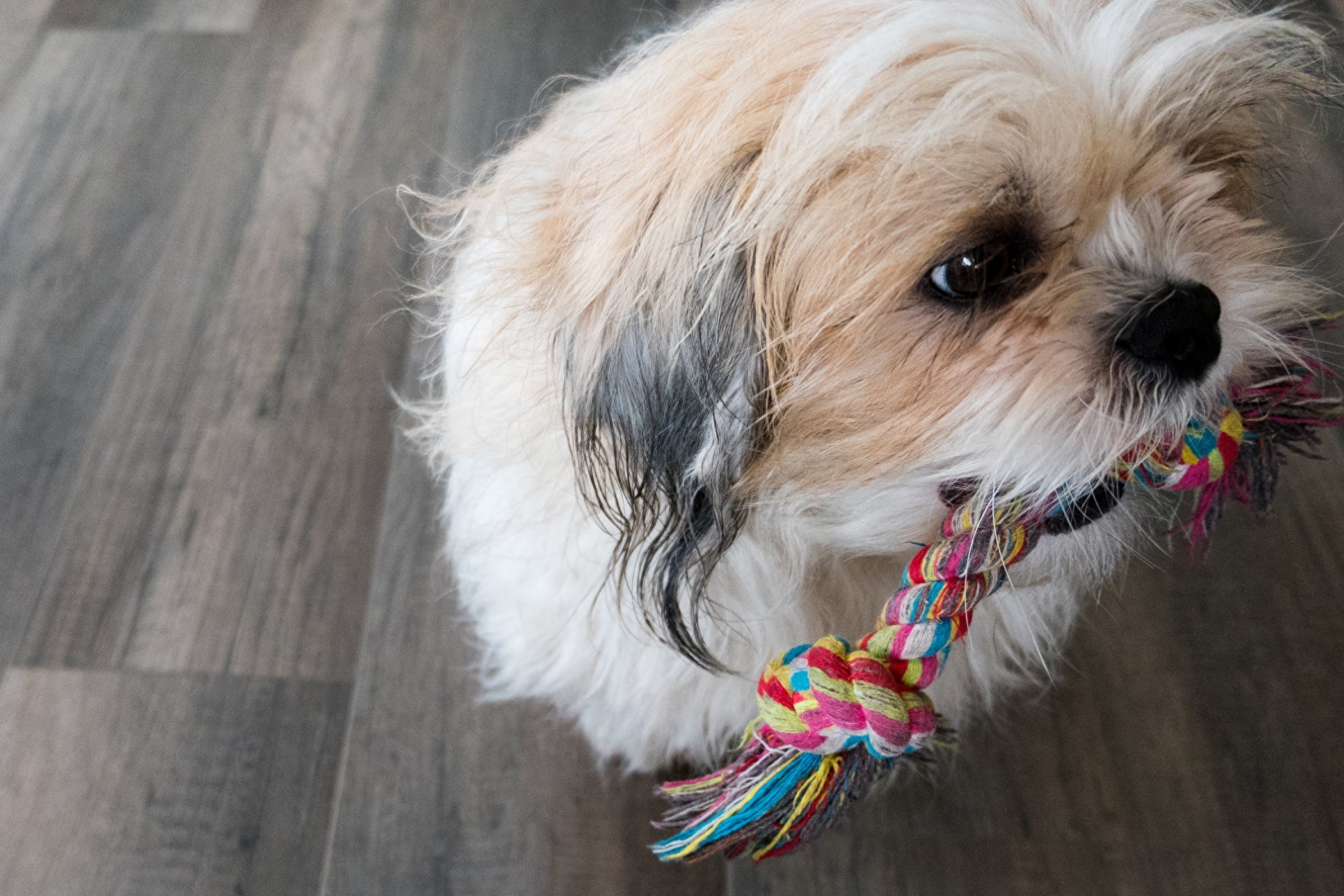狗狗偶爾吃一次奶油可以嗎_狗狗可食用奶油_狗狗奶油吃可以消化嗎