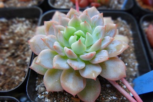 克多多、克拉拉多肉怎么養,克拉拉女生最喜歡的多肉