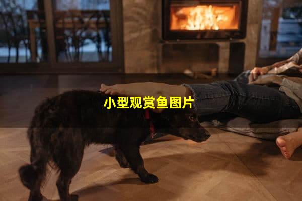 小型觀賞魚圖片