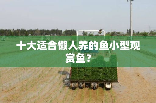 十大適合懶人養的魚小型觀賞魚？