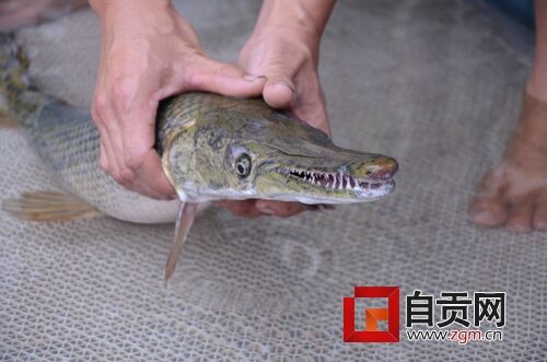 鱷魚嘴巴長(zhǎng)_長(zhǎng)嘴鱷觀賞魚_鱷魚嘴魚身體是什么魚