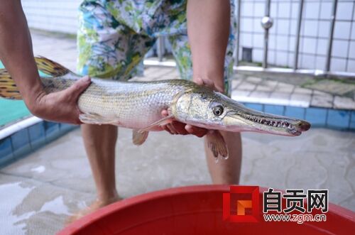 鱷魚嘴巴長(zhǎng)_鱷魚嘴魚身體是什么魚_長(zhǎng)嘴鱷觀賞魚