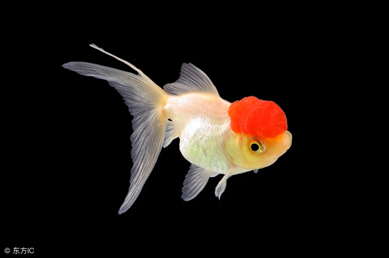 哪些魚友飼養觀賞魚，比較適合使用各種水質檢測劑？