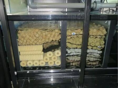 觀賞魚水養好用什么_觀賞魚用什么水養最好_觀賞魚水養好用什么魚