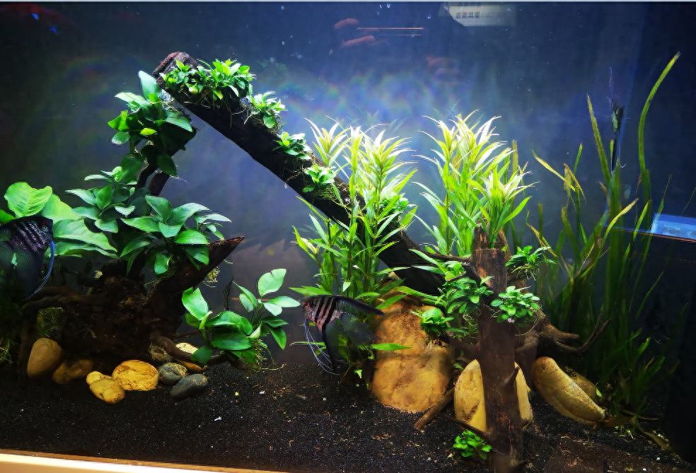 不想困水，用純凈水養觀賞魚到底行不行？